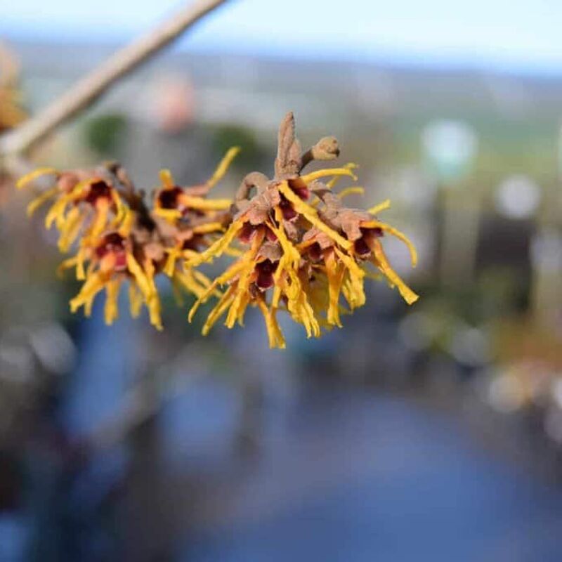 Hamamelis × intermedia 'Orange Beauty' 150-175 cm